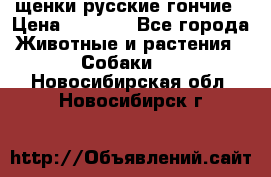 щенки русские гончие › Цена ­ 4 000 - Все города Животные и растения » Собаки   . Новосибирская обл.,Новосибирск г.